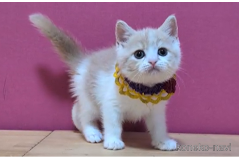 成約済の東京都のスコティッシュフォールド-101311の5枚目